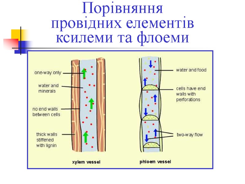Порівняння провідних елементів ксилеми та флоеми